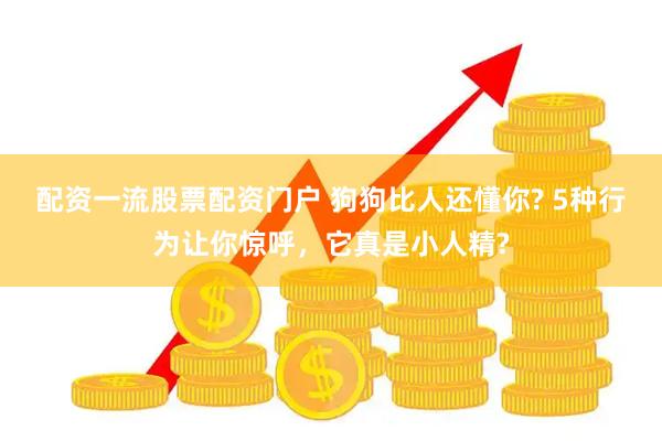 配资一流股票配资门户 狗狗比人还懂你? 5种行为让你惊呼,它真是小人精?