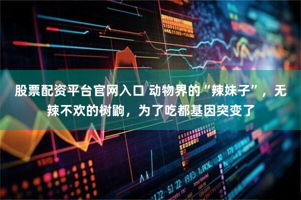 股票配资平台官网入口 动物界的“辣妹子”,无辣不欢的树鼩,为了吃都基因突变了